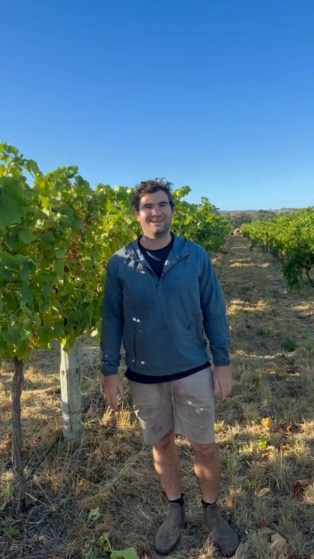 Out in the vineyard the morning handpicking Grenache to make some delicious Rosé!